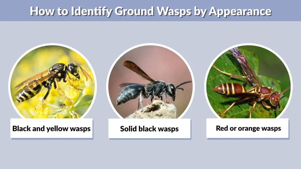 How to Identify Ground Wasps by Appearance