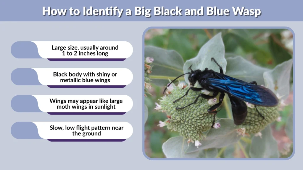 How to Identify a Big Black and Blue Wasp