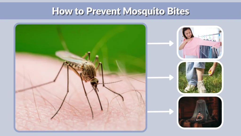 How to Prevent Mosquito Bites