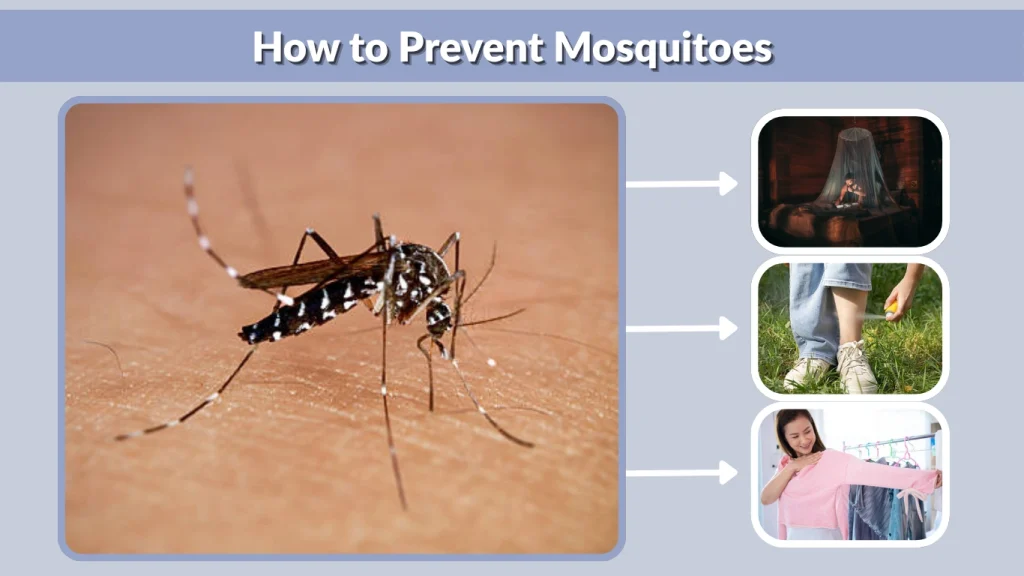 How to Prevent Mosquitoes