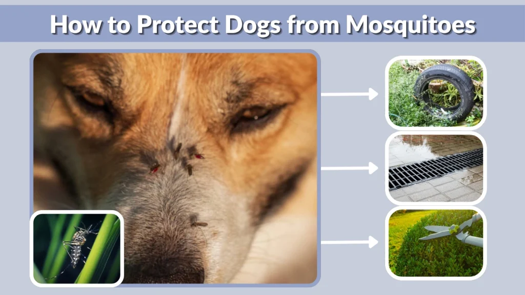 How to Protect Dogs from Mosquitoes