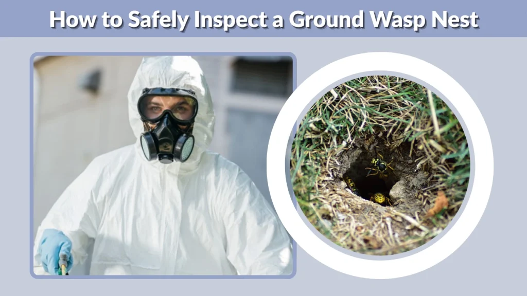 How to Safely Inspect a Ground Wasp Nest