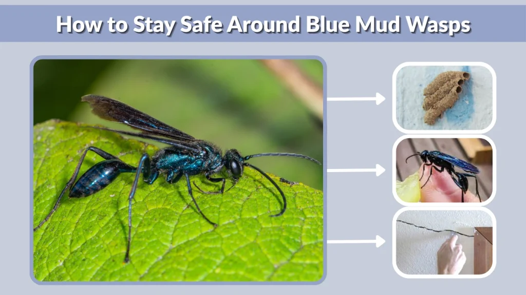 How to Stay Safe Around Blue Mud Wasps