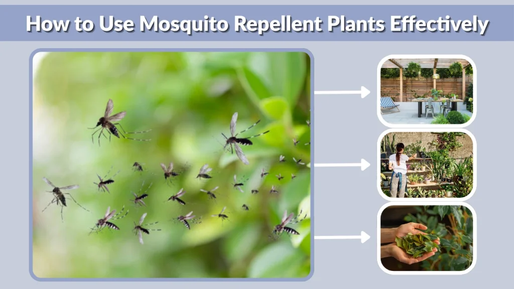 How to Use Mosquito Repellent Plants Effectively