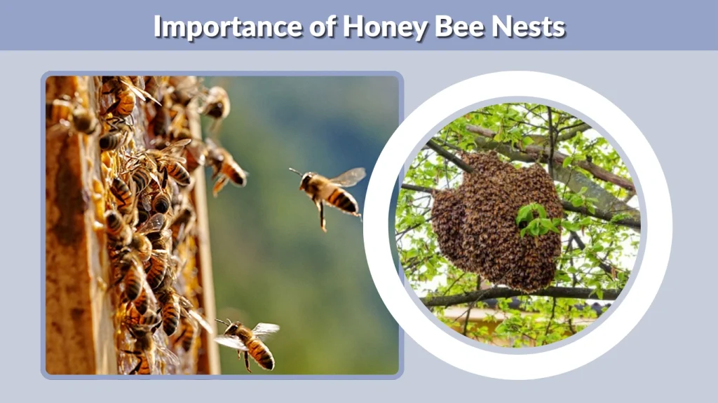Importance of Honey Bee Nests