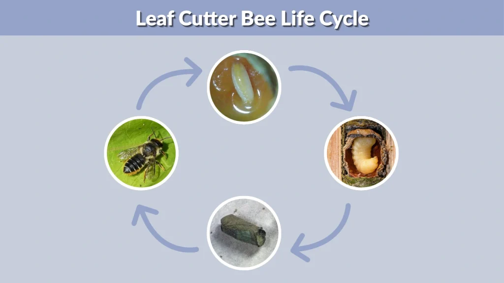 Leaf Cutter Bee Life Cycle