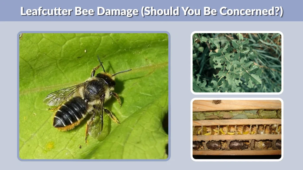 Leafcutter Bee Damage (Should You Be Concerned)