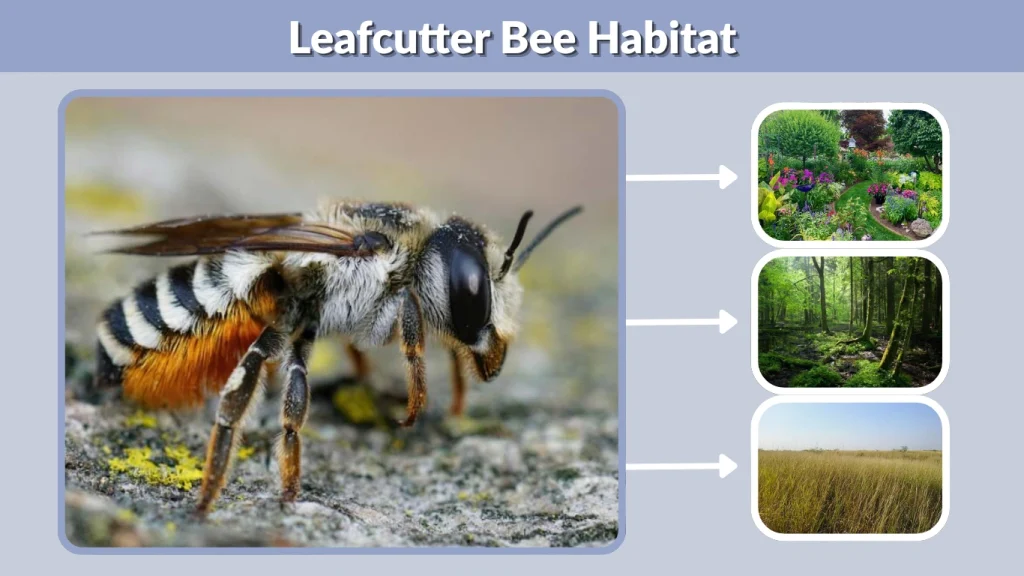 Leafcutter Bee Habitat