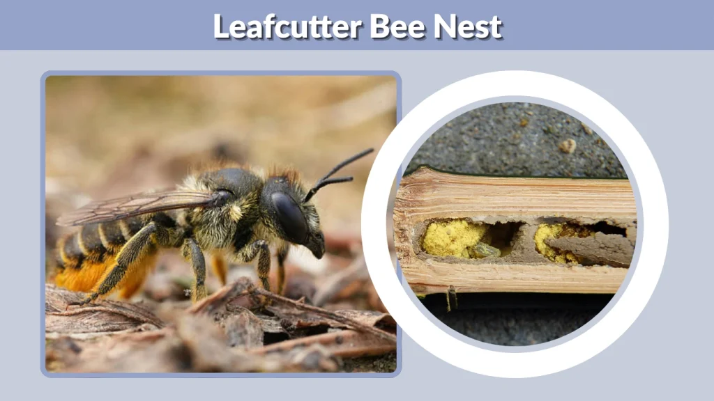 Leafcutter Bee Nest