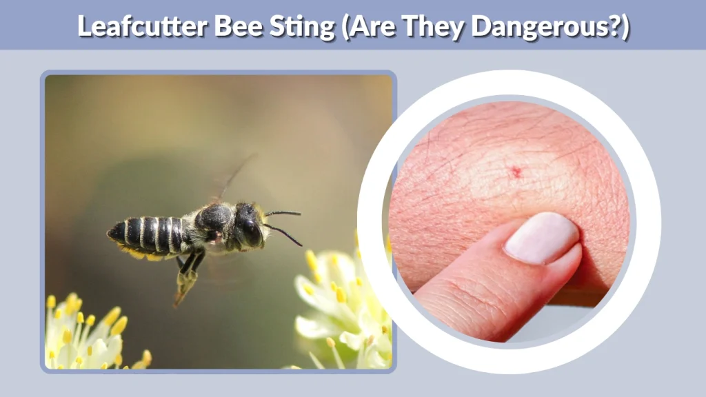 Leafcutter Bee Sting (Are They Dangerous)