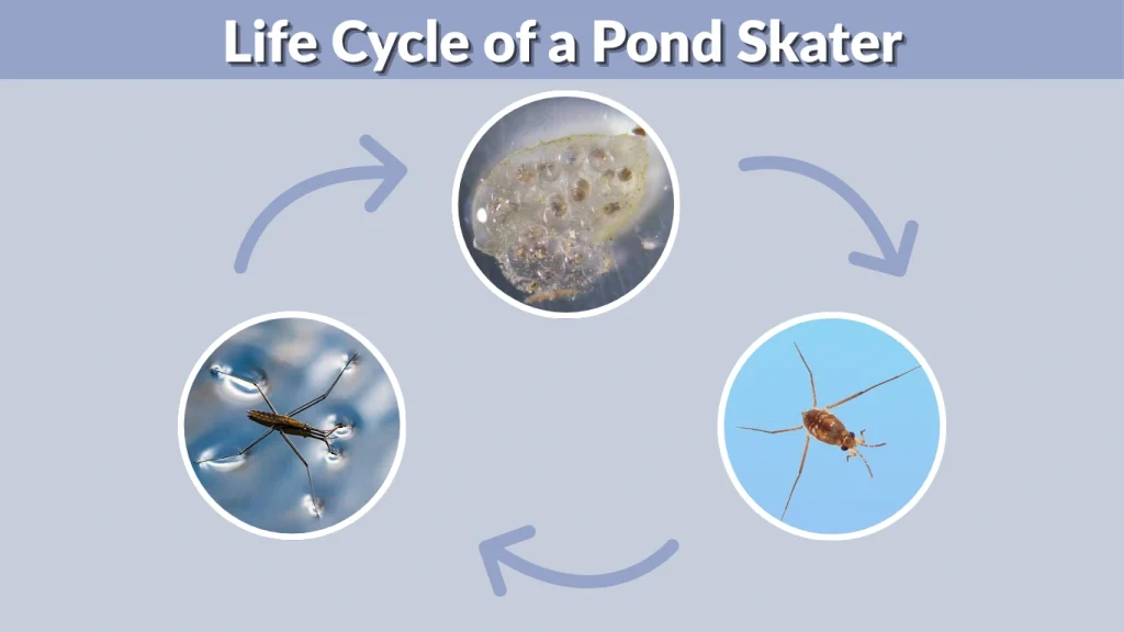Life Cycle of a Pond Skater