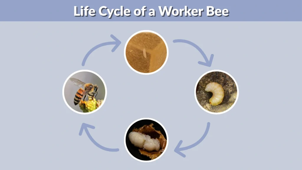 Life Cycle of a Worker Bee