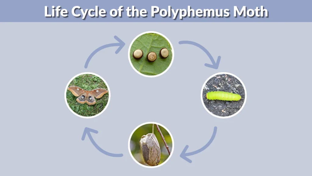Life Cycle of the Polyphemus Moth