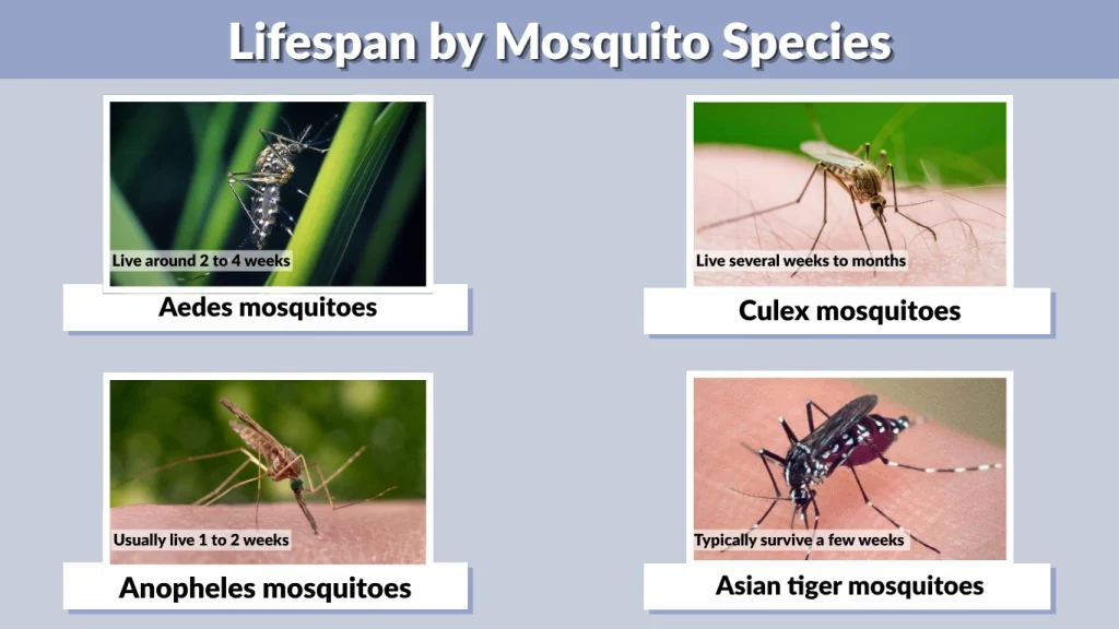 Lifespan by Mosquito Species
