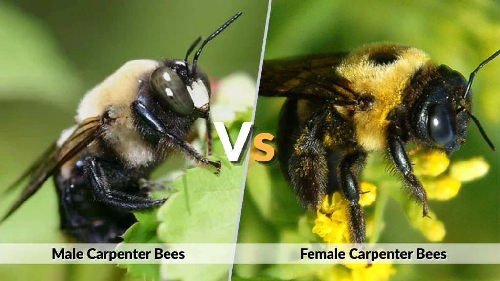 Male vs Female Carpenter Bees (Key Differences)