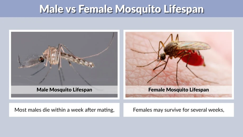 Male vs Female Mosquito Lifespan