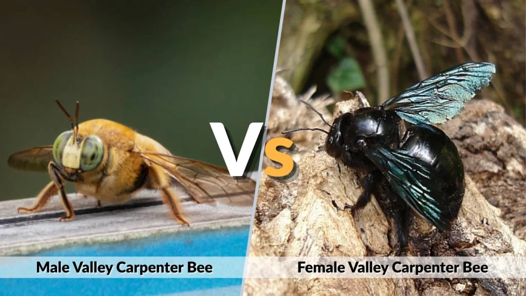 Male vs Female Valley Carpenter Bee