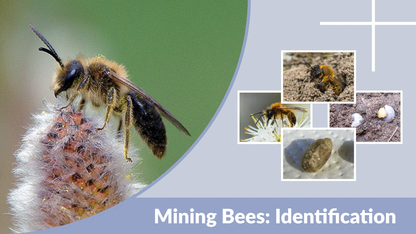 Mining Bees Identification, Behavior, Benefits & Control Guide