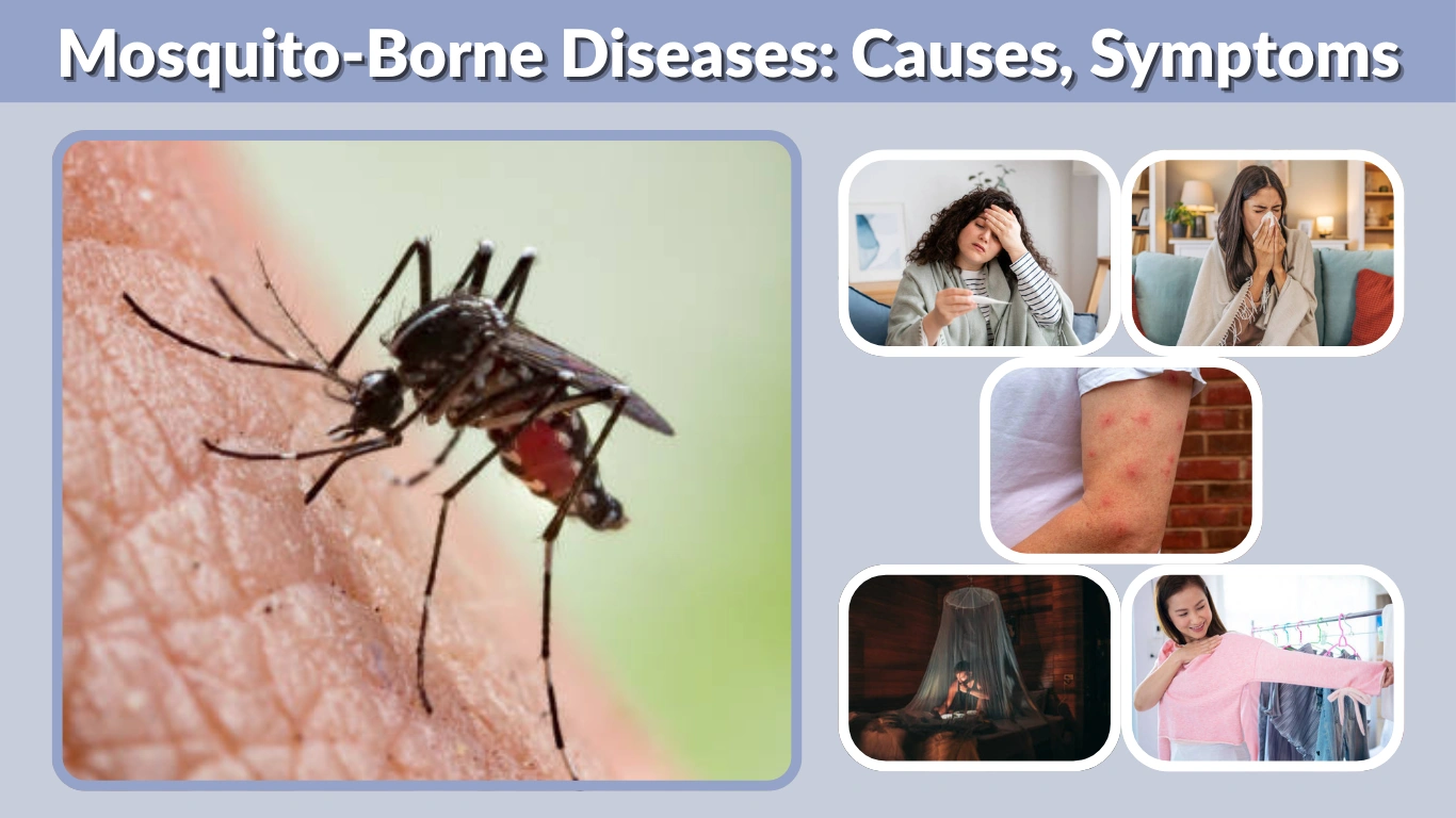 Mosquito-Borne Diseases Causes, Symptoms and Prevention