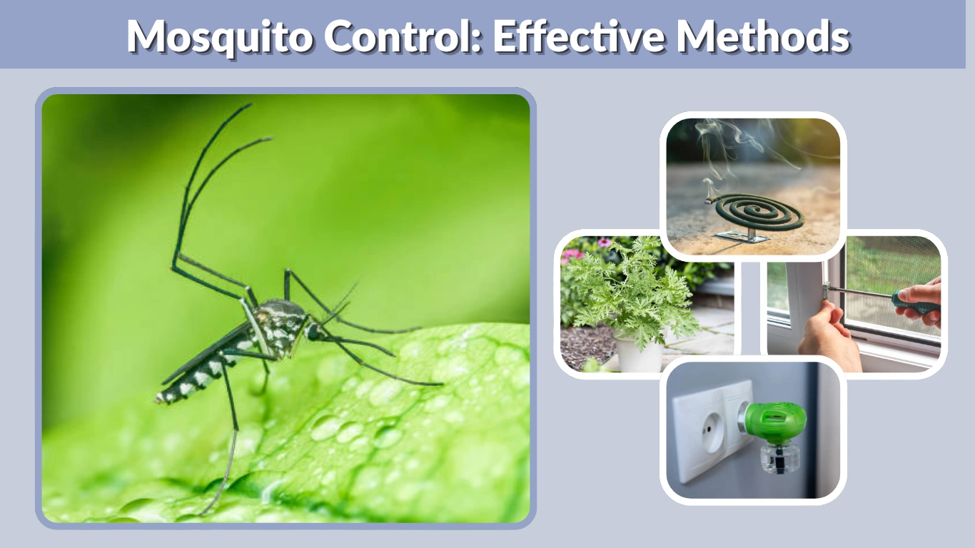 Mosquito Control Effective Methods, Prevention Tips & Best Solutions