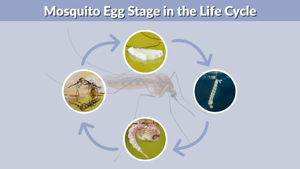 Mosquito Egg Stage in the Life Cycle