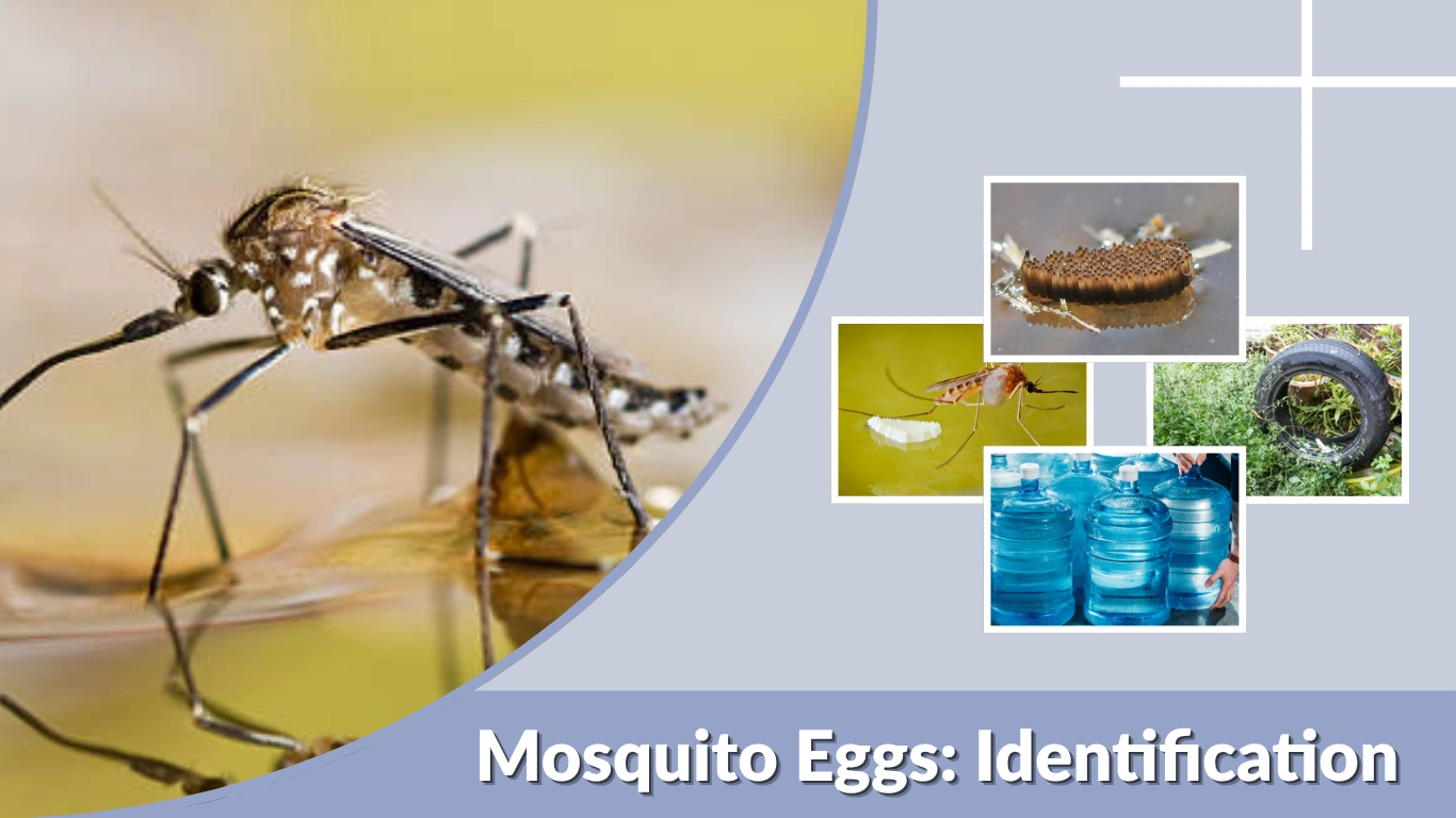 Mosquito Eggs Identification, Habitat and Control Guide