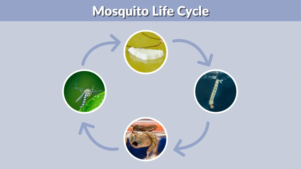 Mosquito Life Cycle