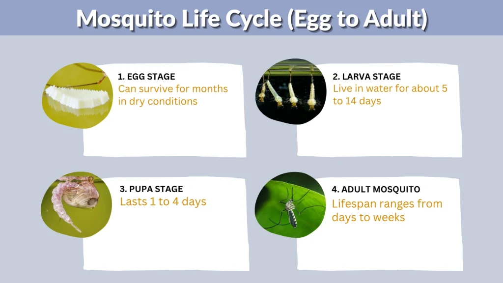 Mosquito Life Cycle (Egg to Adult)