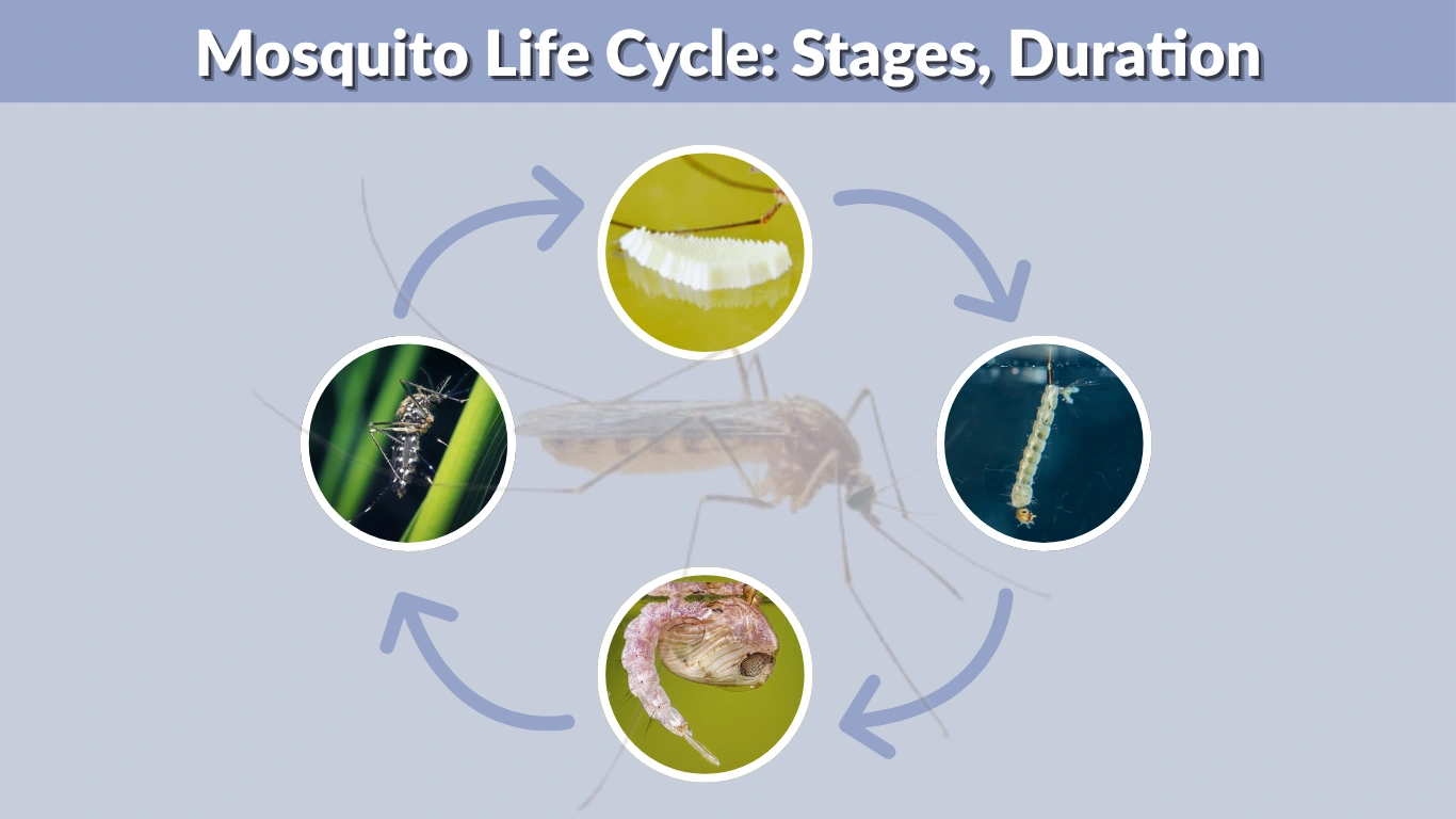 Mosquito Life Cycle Stages, Duration and Control