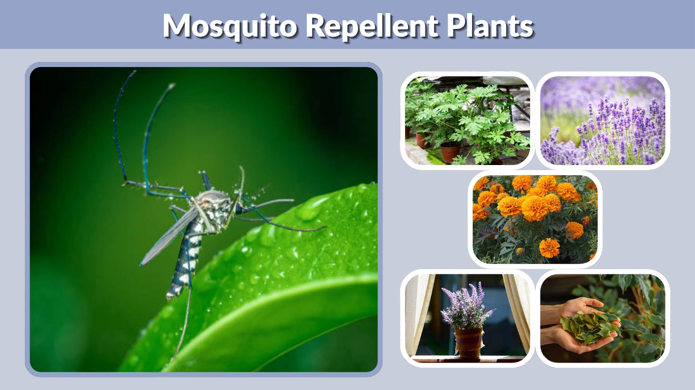 Mosquito Repellent Plants A Complete Natural Guide