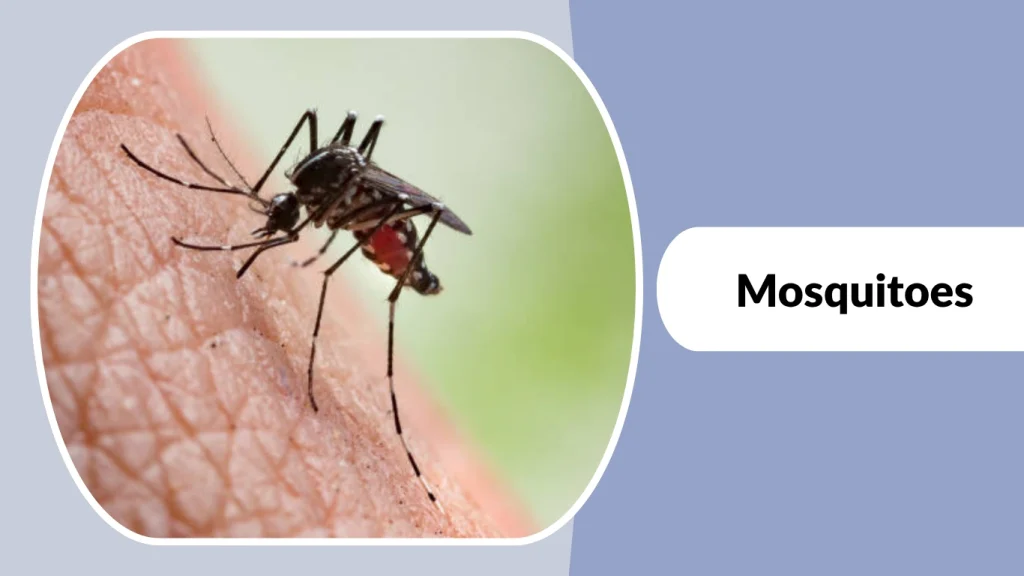 Mosquitoes