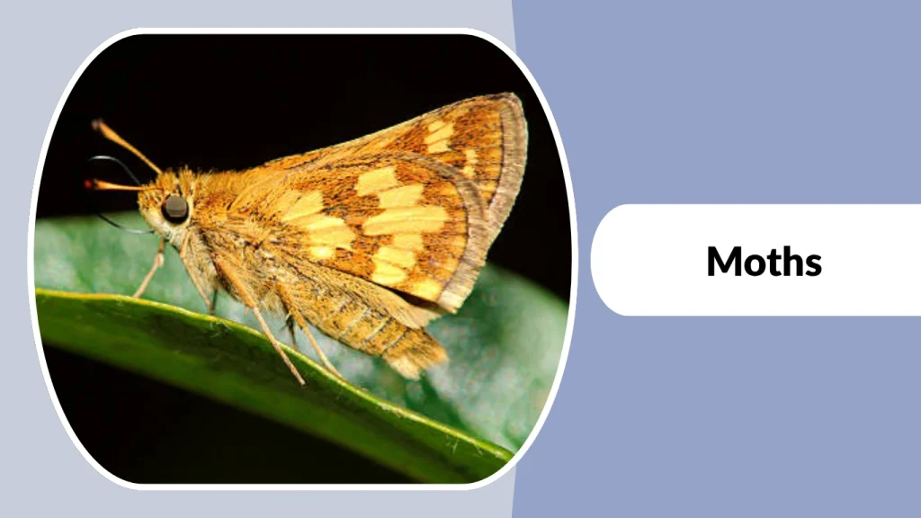 Moths