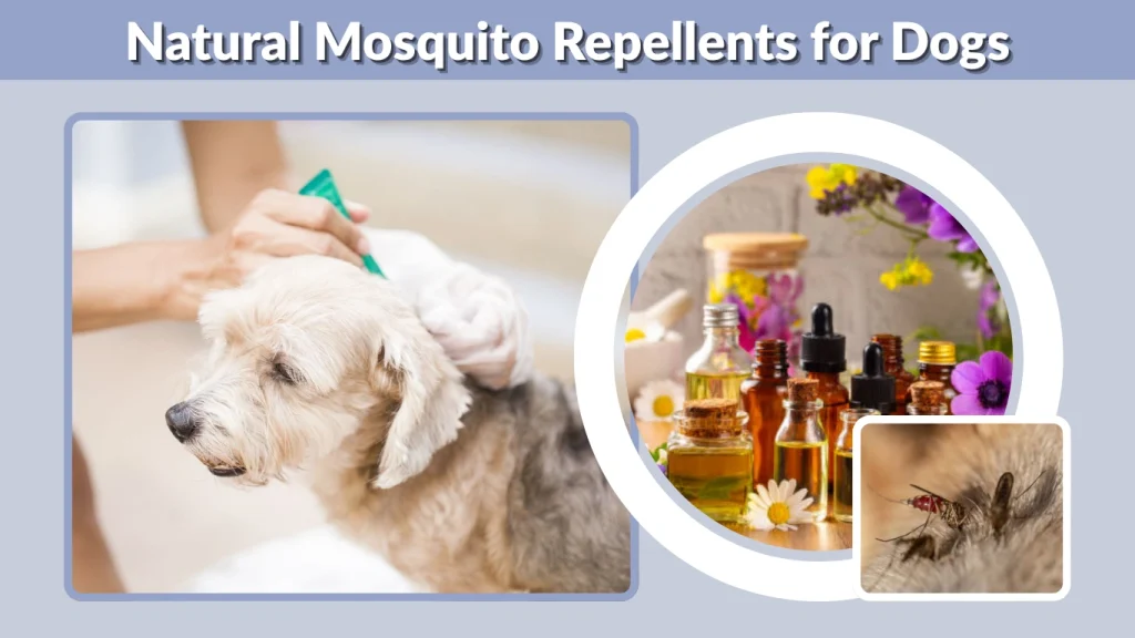Natural Mosquito Repellents for Dogs