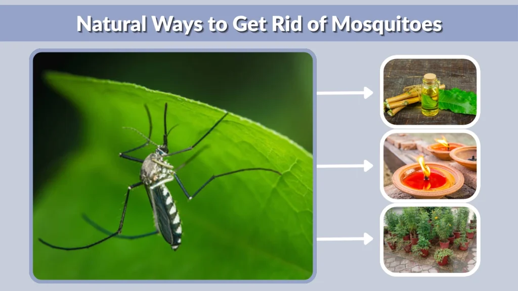 Natural Ways to Get Rid of Mosquitoes