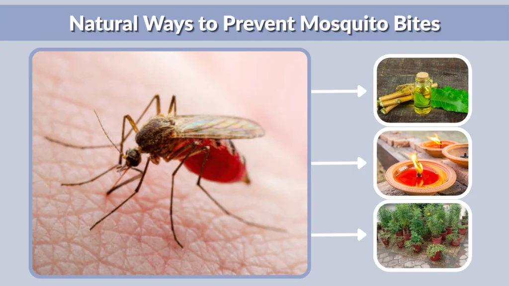 Natural Ways to Prevent Mosquito Bites