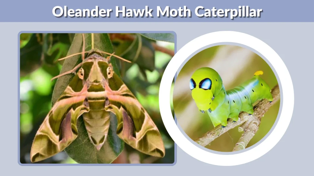 Oleander Hawk Moth Caterpillar