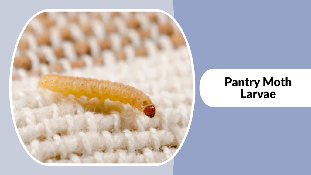 Pantry Moth Larvae
