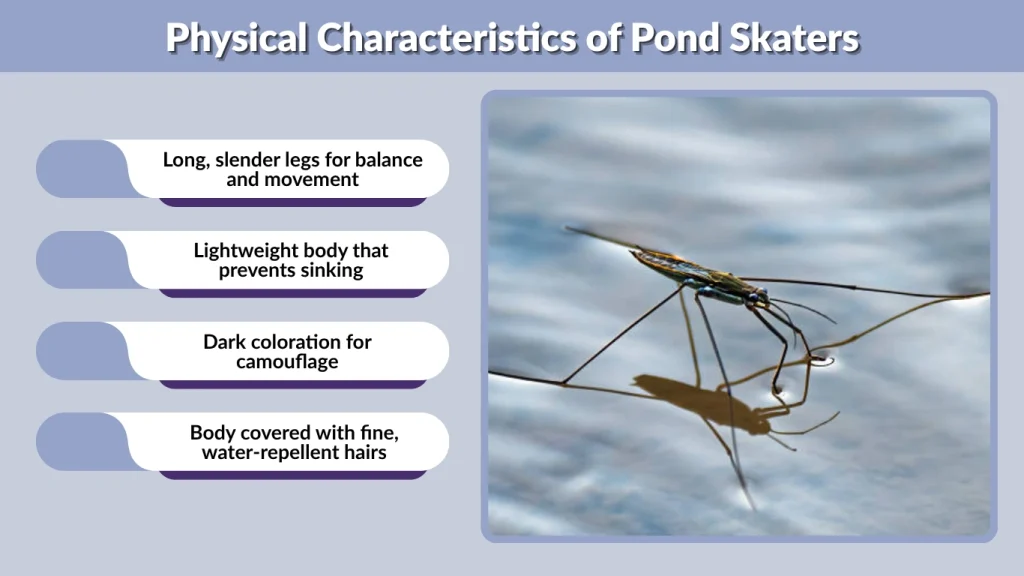 Physical Characteristics of Pond Skaters