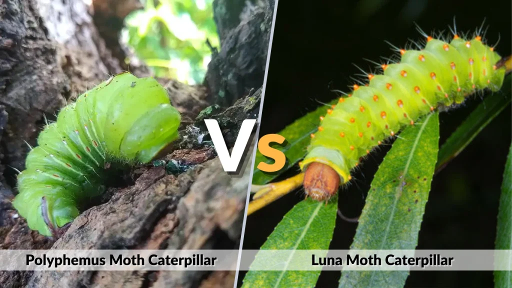 Polyphemus vs Luna Moth Caterpillar