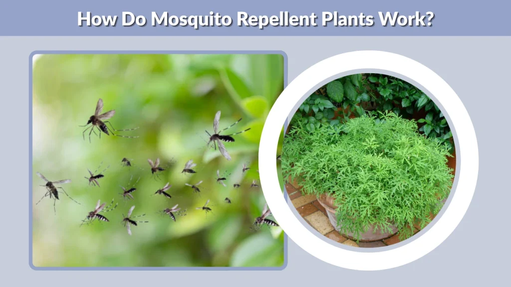 How Do Mosquito Repellent Plants Work?