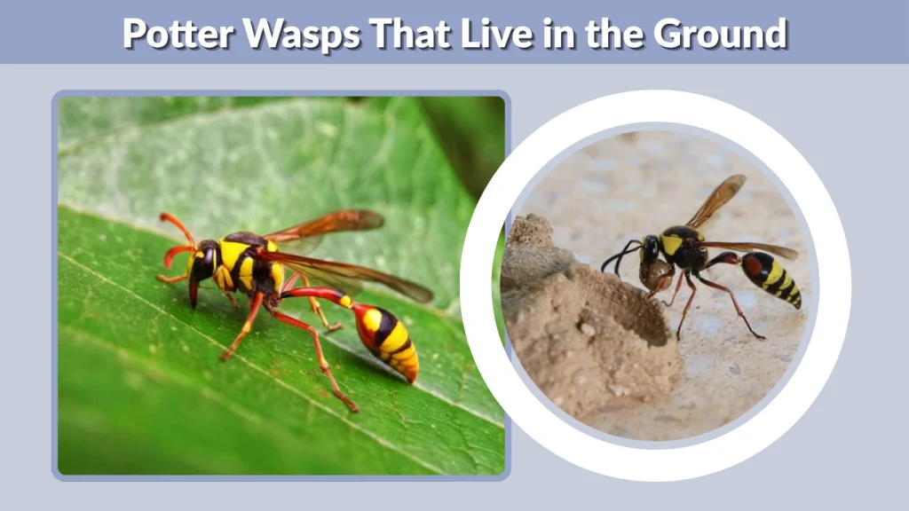 Potter Wasps That Live in the Ground