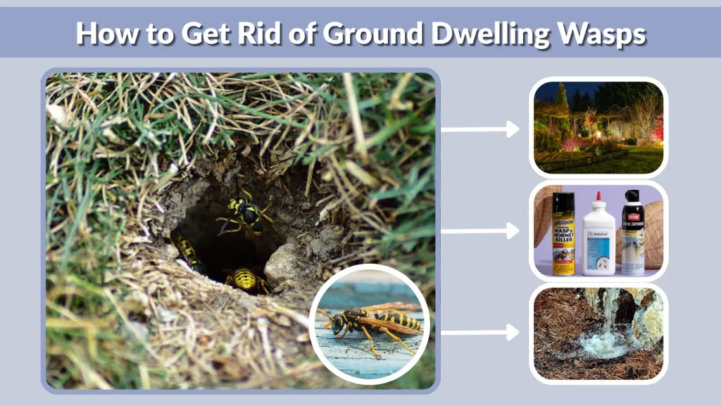 How to Get Rid of Ground Dwelling Wasps