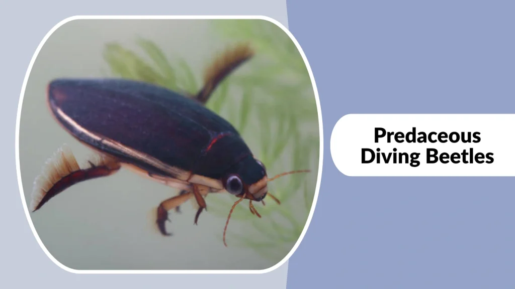Predaceous Diving Beetles