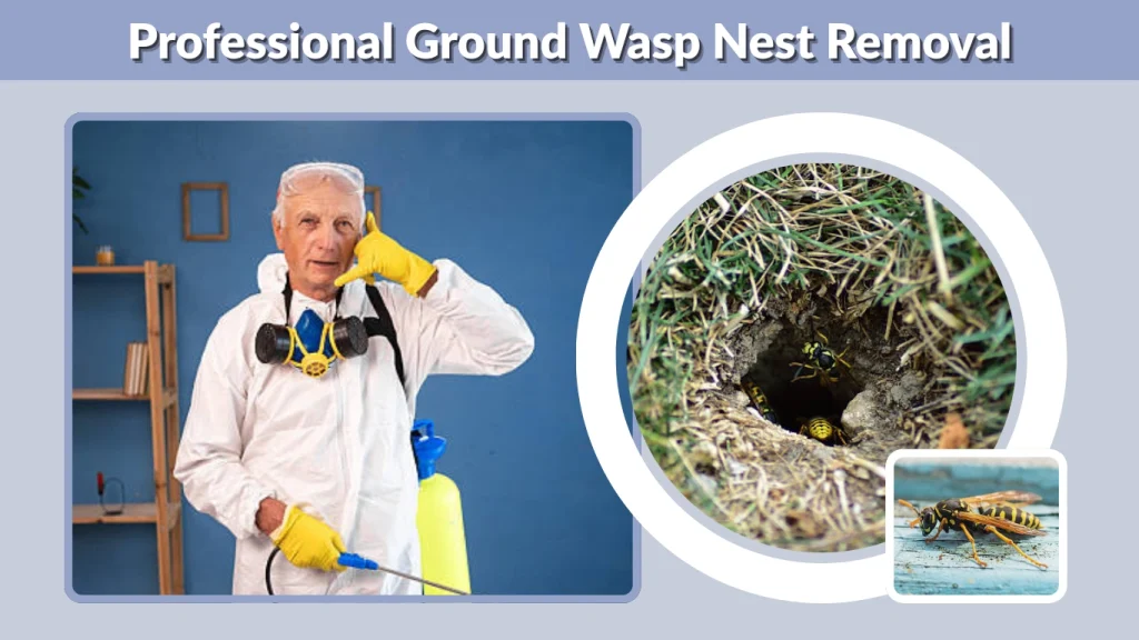 Professional Ground Wasp Nest Removal