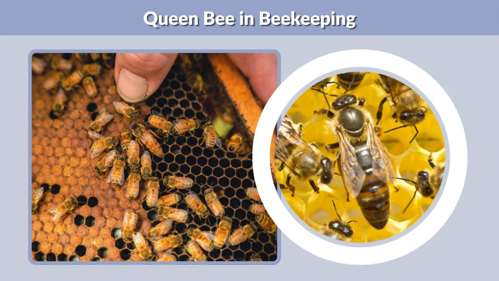 Queen Bee in Beekeeping