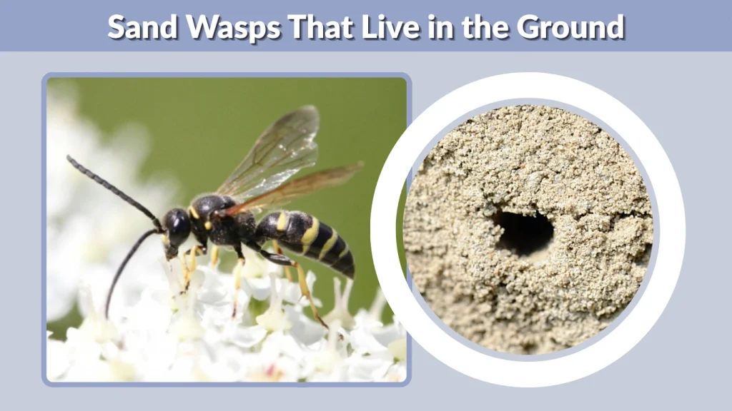 Sand Wasps That Live in the Ground