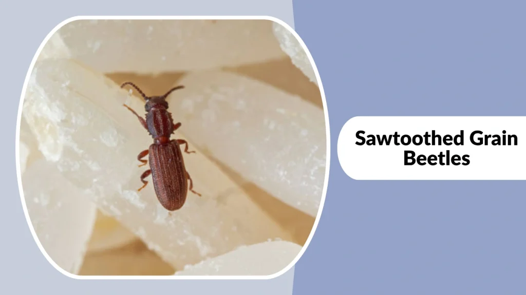 Sawtoothed Grain Beetles