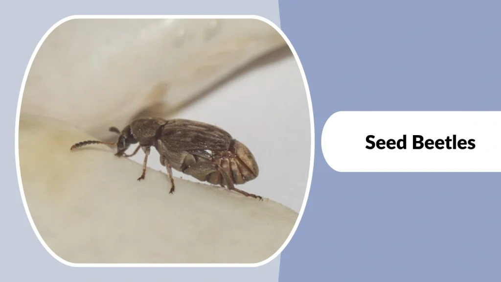 Seed Beetles