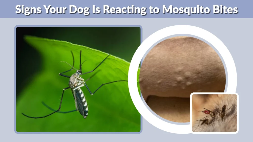Signs Your Dog Is Reacting to Mosquito Bites