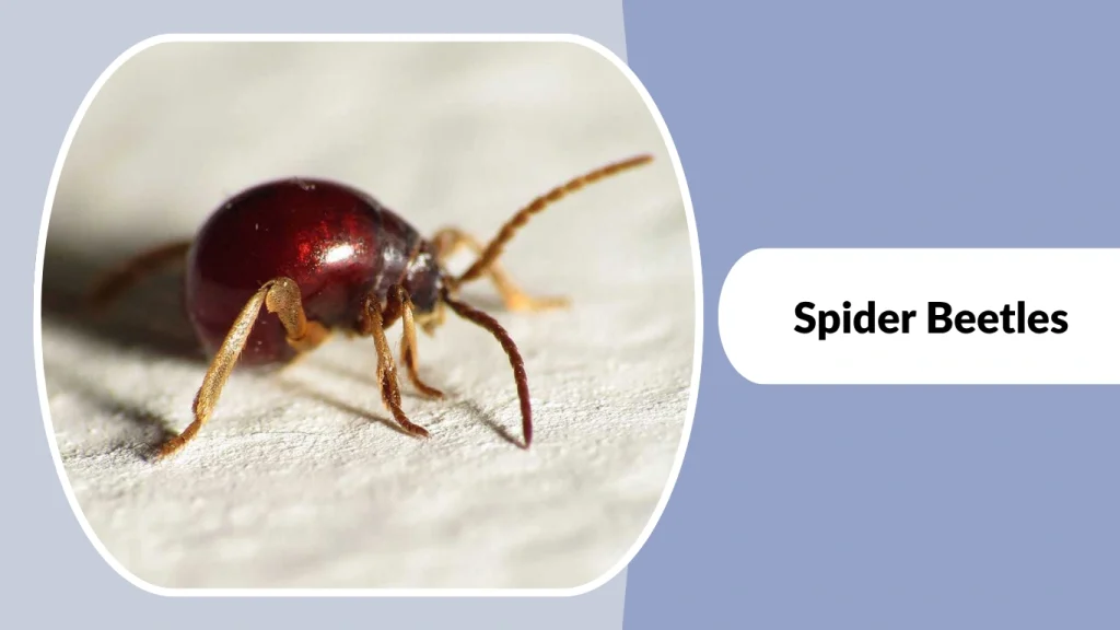 Spider Beetles